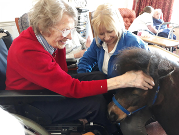 Residents at a care home in Inverurie, Scotland, have been horsing around this week, thanks to an in-house visit from some new equine friends.
